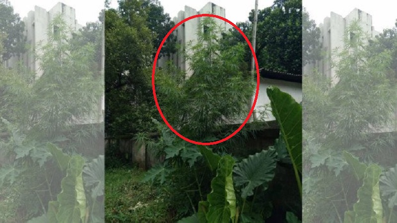 ঢাকা বিশ্ববিদ্যালয়ের হলের মাঠে গাঁজা গাছ!
