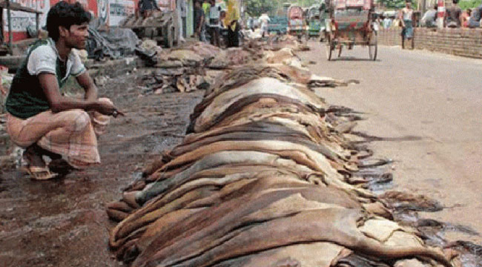 কোরবানির পশুর চামড়া ক্রয়ে ব্যাংক ঋণে বিশেষ সুযোগ
