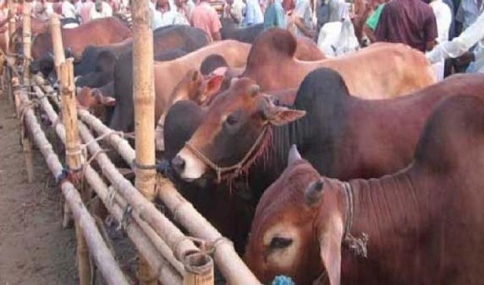 ঢাকা-নারায়ণগঞ্জ-গাজীপুর-চট্টগ্রামে পশুর হাট না বসানোর সুপারিশ