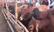 ঢাকা-নারায়ণগঞ্জ-গাজীপুর-চট্টগ্রামে পশুর হাট না বসানোর সুপারিশ