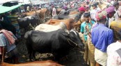 দেশে অনলাইনে পশু ক্রয়-বিক্রয় করার আহ্বান স্থানীয় সরকার মন্ত্রীর