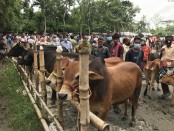 বাগেরহাটে ক্রেতা শূন্য কোরবানির হাট নিয়ে দুশ্চিন্তায় খামারিরা