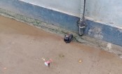 নেপালের ৩ মন্ত্রণালয়ের সামনে থেকে বোমা উদ্ধার, উত্তেজনা চরমে
