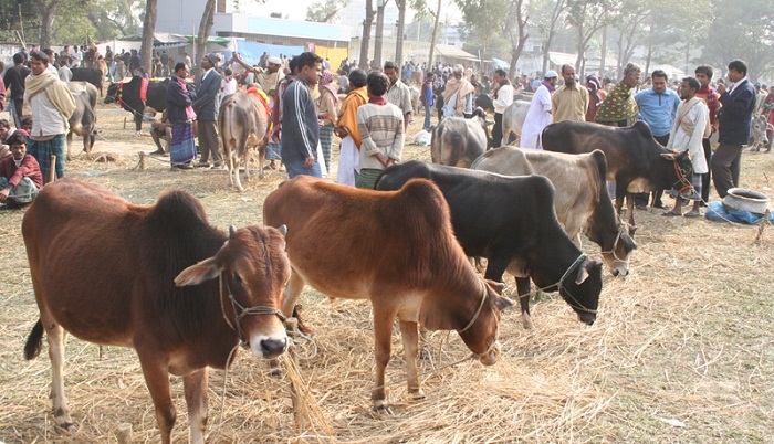 পশুর হাট ব্যবস্থাপনা, ঈদযাত্রা নিয়ে ডিএমপির নির্দেশনা