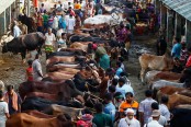 এখনও জমে ওঠেনি রাজধানীর অস্থায়ী পশুর হাট
