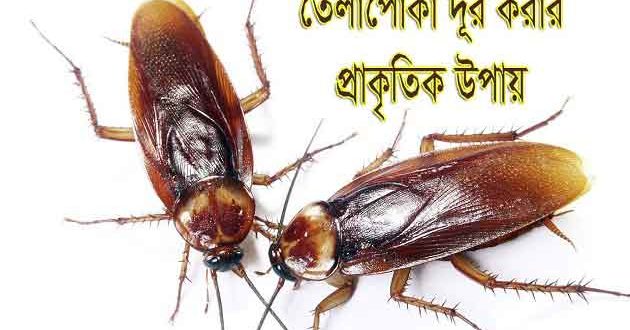 হঠাৎ তেলাপোকা খুব বেড়ে গেছে? জেনে নিন তেলাপোকা তাড়ানোর কিছু ঘরোয়া উপায়