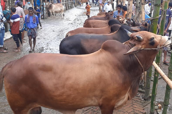 হবিগঞ্জের পশু হাটগুলোতে করোনাভাইরাসের প্রভাব
