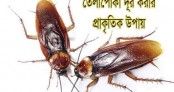 হঠাৎ তেলাপোকা খুব বেড়ে গেছে? জেনে নিন তেলাপোকা তাড়ানোর কিছু ঘরোয়া উপায়