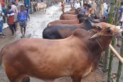 হবিগঞ্জের পশু হাটগুলোতে করোনাভাইরাসের প্রভাব
