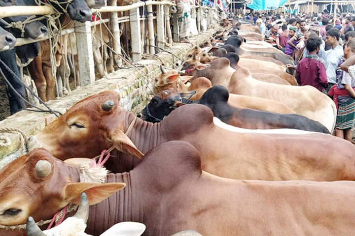 শেষ দিনের আশায় পশু ব্যবসায়ীরা
