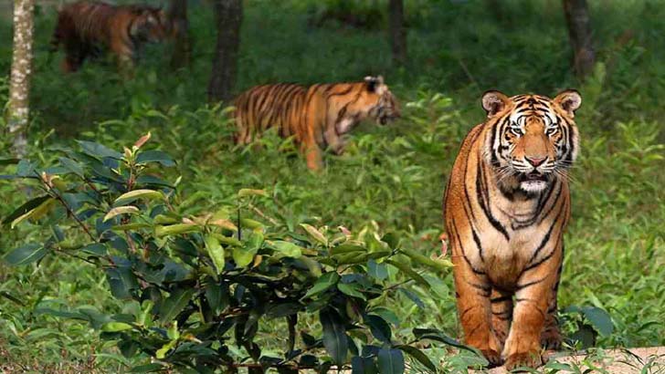 সুন্দরবনে বাঘের সংখ্যা বেড়েছে
