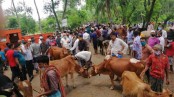 বেতাগীতে পশুর হাটে স্বাস্থ্যবিধির বালাই নেই
