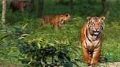 সুন্দরবনে বাঘের সংখ্যা বেড়েছে
