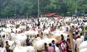 ভারতীয় গরুতে সয়লাব রাজশাহীর পশুহাট
