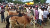 শেষ মুহূর্তে কম দামে কোরবানির পশু