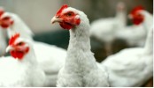 মুরগীর সঙ্গে করোনা গেল চিনে, চিকেন উইংস দেখলেই ভয় পাচ্ছে চিনারা
