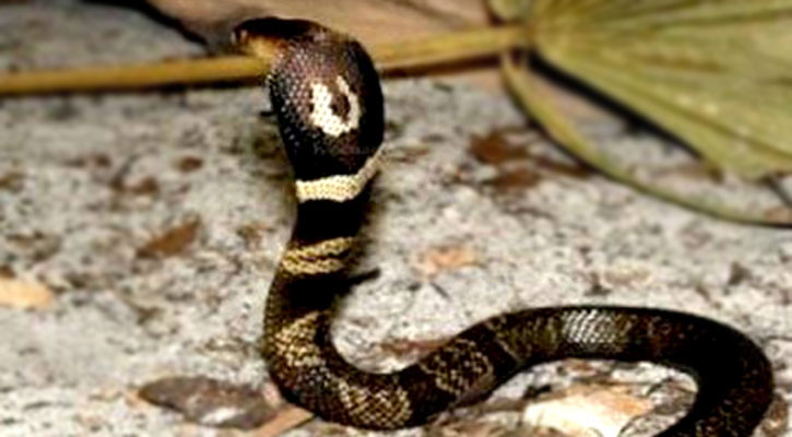 সিরাজগঞ্জে সাপের ছোবলে গৃহবধূর মৃত্যু 
