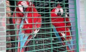 সালফার কাকাতুয়ার মূল্য ৮ লাখ
