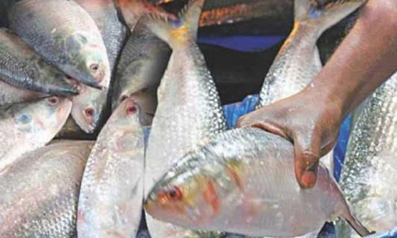 এক হাজার ৪৫০ টন ইলিশ যাবে ভারতে