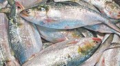 ইলিশ উৎপাদন বাড়ানোসহ ৫ প্রকল্প অনুমোদন
