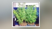 বাড্ডায় ভবনের ছাদে গাঁজা চাষ
