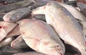 আজ থেকে ২২ দিন ধরা যাবে না ইলিশ