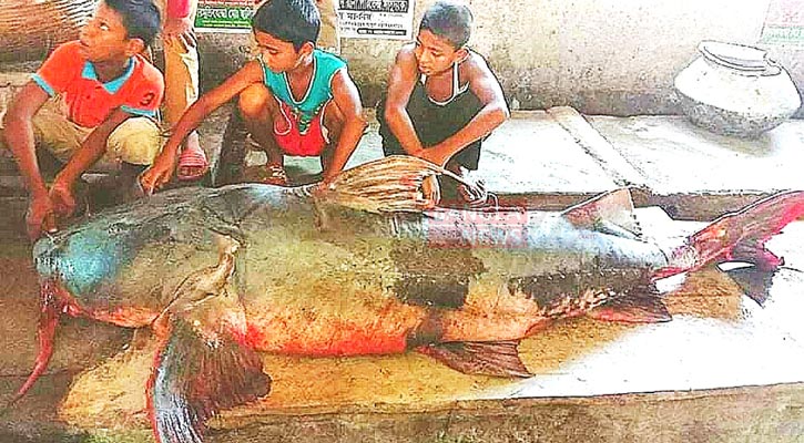 ১১৩ কেজির বাঘাইড় ভাগ্য ফেরালো আসাদুলের