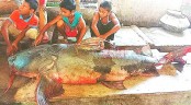 ১১৩ কেজির বাঘাইড় ভাগ্য ফেরালো আসাদুলের