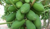 ত্বকের সমস্যা ও ক্ষত দূর করে পেঁপে
