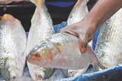 বৃহস্পতিবার থেকে ইলিশ ধরা শুরু
