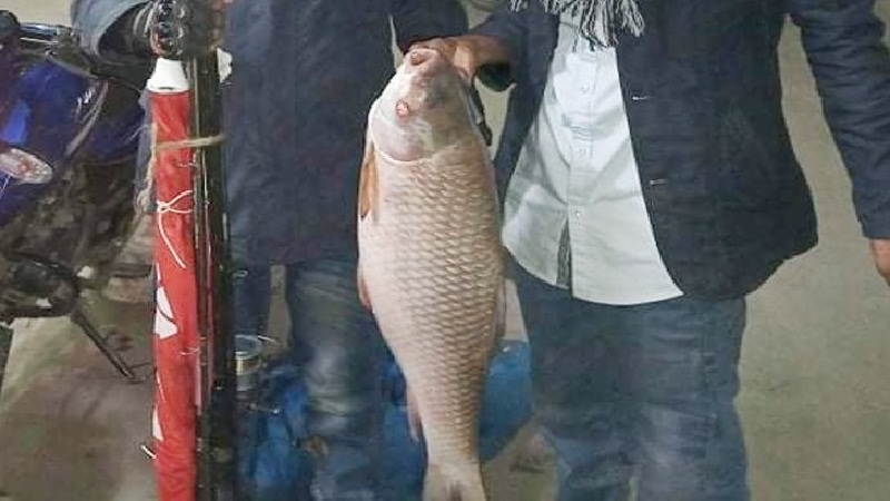 পদ্মায় বড়শিতে ধরা পড়ল ১২ কেজির রুই!