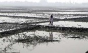 তীব্র শীত উপেক্ষা করে চলছে জমি প্রস্তুতির কাজ
