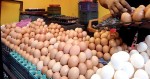 আবারও আকাশচুম্বী ডিমের বাজার