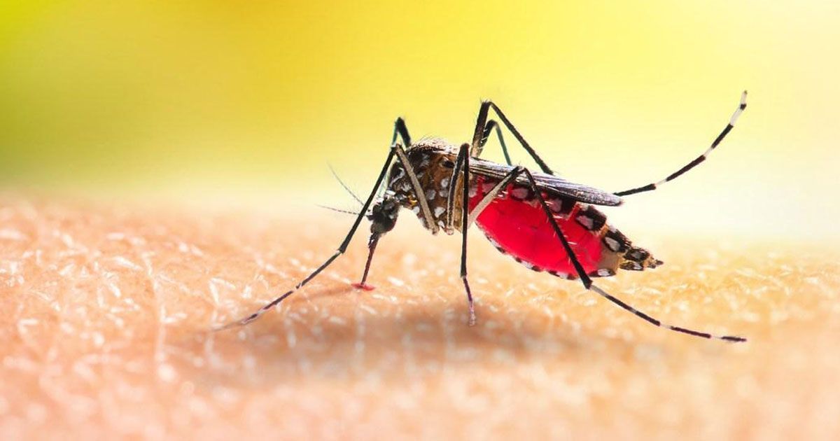 ডেঙ্গু কেড়ে নিল আরও ৮ জনের প্রাণ