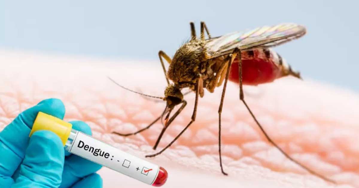 ডেঙ্গুতে আরও ৩ জনের মৃত্যু